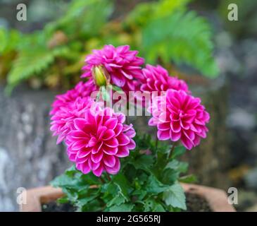 Schöne rosa lila Garten Dahlia pinnata in voller Sommerblüte Stockfoto