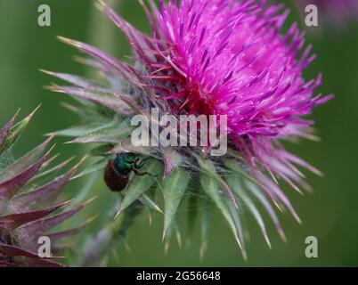 Dunkelrosa Blütenköpfe auf Musk Thistle (Carduus Nutans), die wild auf den Chalklands der Salisbury Plain, Wiltshire, wachsen Stockfoto