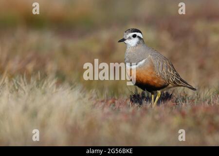 Eine Erwachsene weibliche eurasische Dotterel (Charadrius morinellus) in der Zucht von Gefieder auf der traditionellen Wanderungsstation von Pendle Hill, Lancashire, Großbritannien Stockfoto