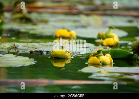 Selektive Fokusaufnahme von Gelben Seerosen, Nuphar lutea Stockfoto