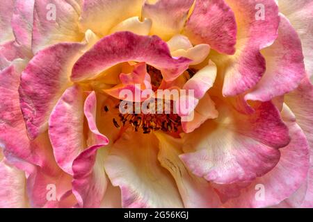 FLORA: Hybride Teerose Stockfoto