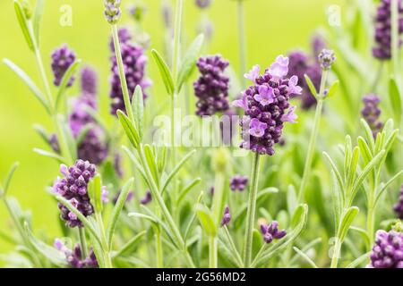 Nahaufnahme des blühenden Lavendelblütenbusches im grünen Garten Stockfoto