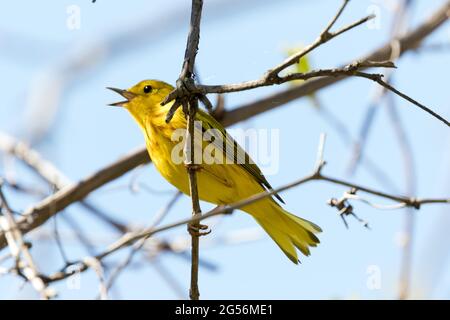 Ein Gelbsänger, der in einem Baumzweig im Südwesten von Ontario, Kanada, thront. Stockfoto