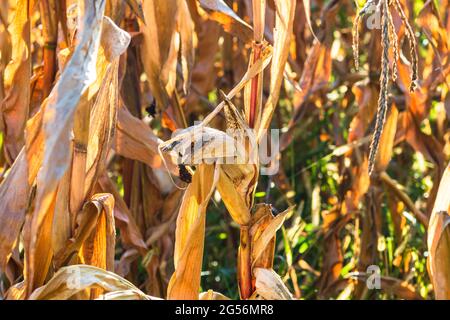 Nahaufnahme von reifen und trockenen Maisstielen; Ende der Saison Feld mit goldenem Mais bereit für die Ernte Stockfoto