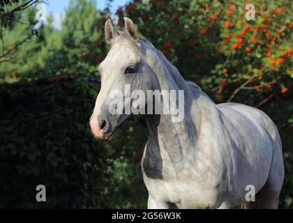 Reines spanisches Pferd oder VOR, Porträt vor grünem Garten Natur Hintergrund Stockfoto