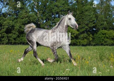 In der Nähe des Andalusischen Pferdes stabil bei den Rest galoppieren. Stockfoto