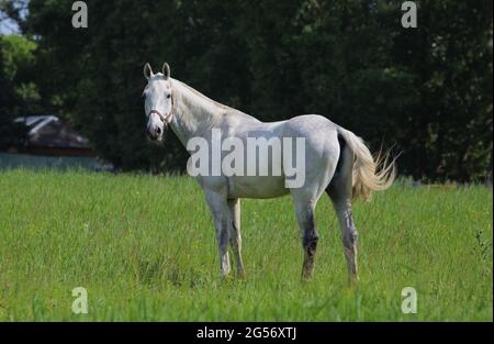 Reines spanisches Pferd oder VOR, Porträt vor grünem Garten Natur Hintergrund Stockfoto