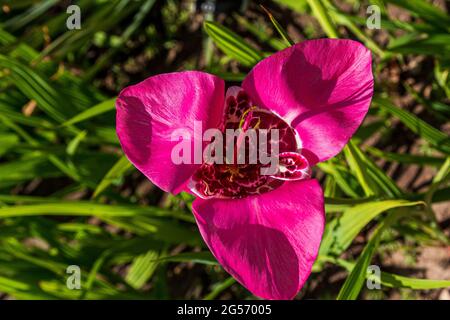 Tigridia. pfauenblüte. tiger- oder Muschelblüten Stockfoto