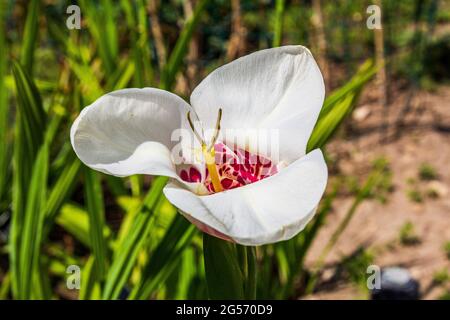 Tigridia. pfauenblüte. tiger- oder Muschelblüten Stockfoto