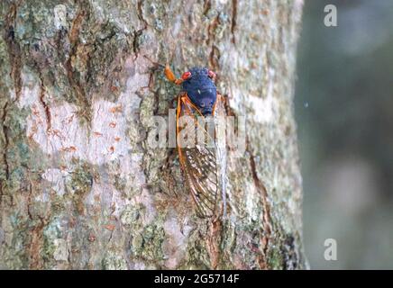 Nahaufnahme einer Zikade mit roten Flügeln auf dem Baum Stockfoto