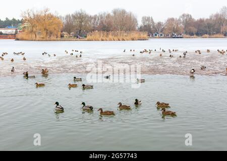 Blick auf den gefrorenen See. Mallard Enten schwimmen im Wintersee und ruhen sich auf Eis aus. Salzsee Sosto Nyiregyhaza, Ungarn. Stockfoto