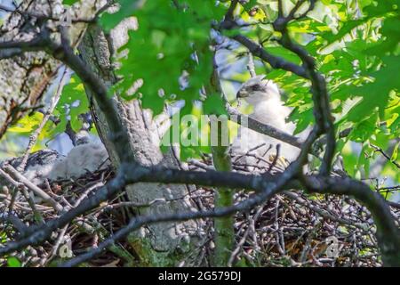 Coopers Falkenbabys nisten hoch oben in einer alten Eiche. Es wird geschätzt, dass es etwa zwei Wochen alt ist, da die Daunenfedern meist weiß gefärbt sind. Stockfoto