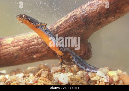 Alpenmolch (Ichthyosaura alpestris) Männchen unter Wasser Stockfoto
