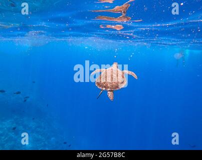 Meeresschildkröten, die im Meer schwimmen, Süd-Ari-Atoll, Malediven Stockfoto