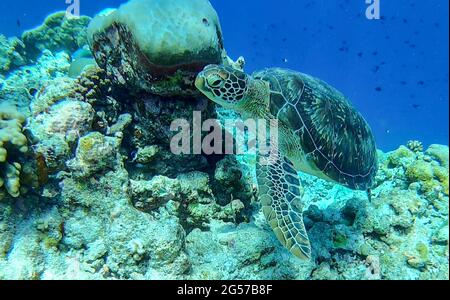 Meeresschildkröten, die im Meer schwimmen, Süd-Ari-Atoll, Malediven Stockfoto