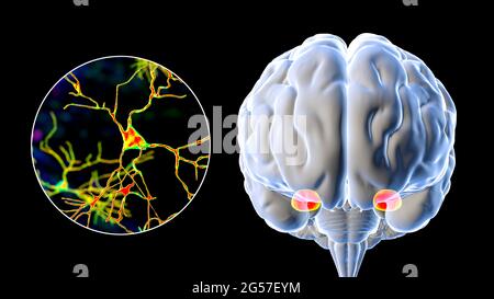 Amygdala und Neuronen im Gehirn, Illustration Stockfoto