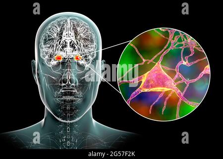 Amygdala und Neuronen im Gehirn, Illustration Stockfoto