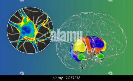 Dorsales Striatum und Neuronen im Gehirn, Illustration Stockfoto