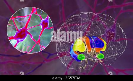 Dorsales Striatum und Neuronen im Gehirn, Illustration Stockfoto