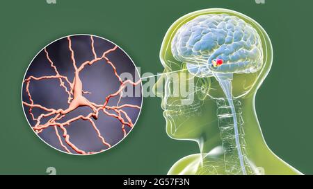 Substantia nigra und dopaminerge Neuronen, Illustration Stockfoto