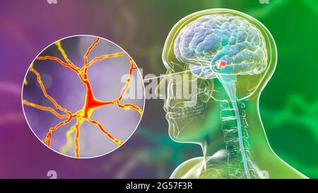 Substantia nigra und dopaminerge Neuronen, Illustration Stockfoto