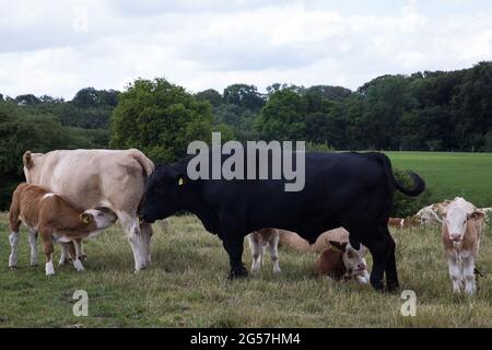 Chalfont St Giles, Großbritannien. Juni 2021. Rinder, darunter ein Stier, grasen entlang des Ridgeway in den Chilterns. Milchkühe und Rinderkühe werden in der vermengt Stockfoto