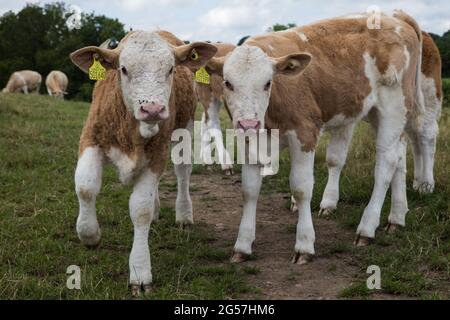 Chalfont St Giles, Großbritannien. Juni 2021. Neugierige Kälber machen eine Pause vom Grasen am Ridgeway in den Chilterns. Milch- und Rinderkühe sind Mate Stockfoto