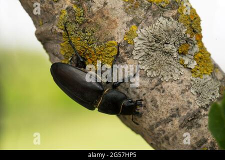 Weibchen des Hirschkäfer (Lucanus cervius) auf dem Baum Stockfoto