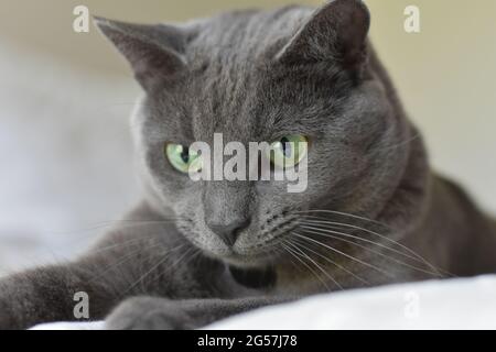 Russische blaue Katze, die auf einer weißen Decke liegt und nach unten schaut. Stockfoto