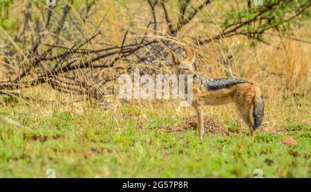 Eine isolierte Black backed jackal Canis Mesomelas in einem wilden Nature Reserve Südafrika Stockfoto