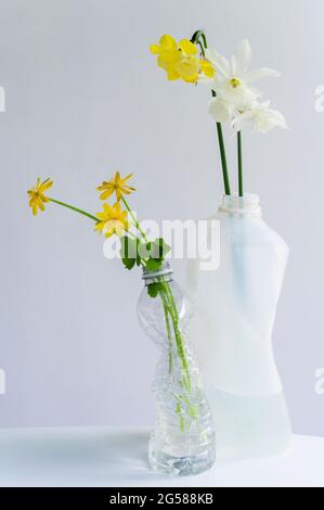Frühlingsblumen in zerkleinerten recycelten Plastikflaschen Stockfoto