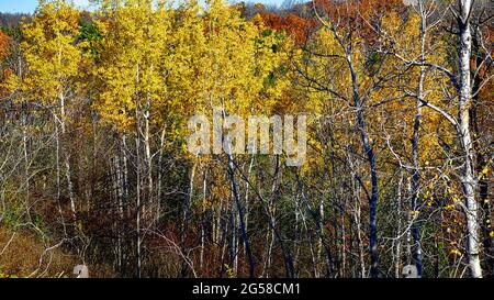 Wald mit bunten gelben, roten und orangefarbenen Blättern. Naturkulisse Stockfoto