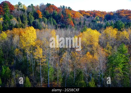 Blick in den Wald mit bunten gelben, roten und orangen Blättern. Stockfoto