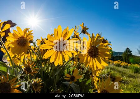 USA, Idaho, Boise, Sonne scheint über dem Feld der Pfeilblatt-Balsamroot (Balsamorhiza sagittata) Stockfoto