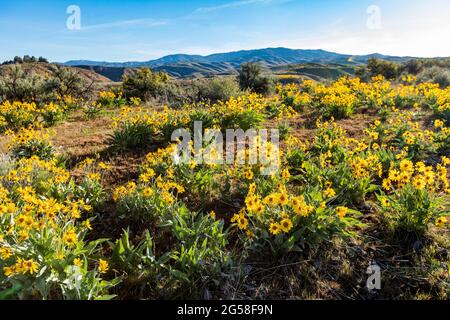 USA, Idaho, Boise, Feld der Pfeilblatt-Balsamroot (Balsamorhiza sagittata) Stockfoto