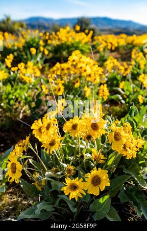 USA, Idaho, Boise, Feld der Pfeilblatt-Balsamroot (Balsamorhiza sagittata) Stockfoto