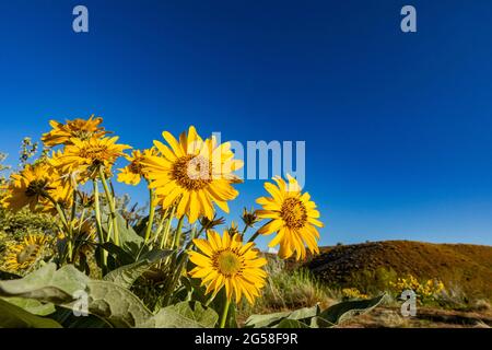 USA, Idaho, Boise, Arrowleaf balsamroot (Balsamorhiza sagittata) gegen blauen Himmel Stockfoto