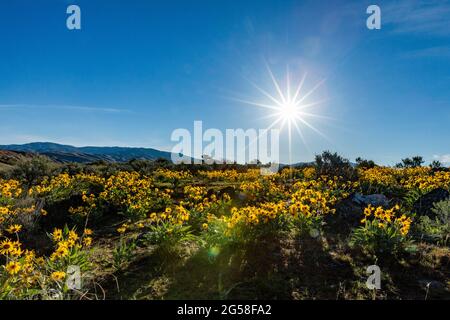 USA, Idaho, Boise, Sonne scheint über dem Feld der Pfeilblatt-Balsamroot (Balsamorhiza sagittata) Stockfoto