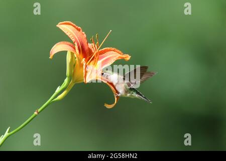 Weibliche Rubin kehlte Kolibri, die sich von Nektar aus einer Tageslilienblüte ernährte Stockfoto