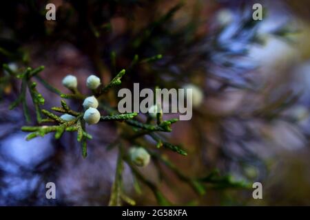 Nahaufnahme von hellblauen Beeren eines Wacholderartenbaums mit grünen Blättern. Stockfoto