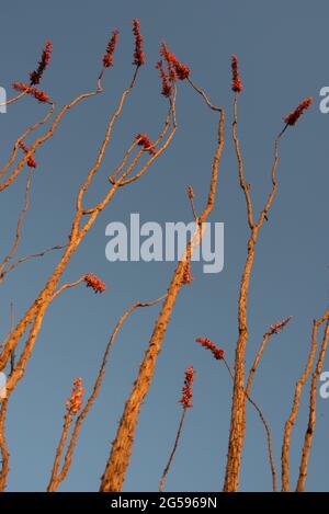 Ocotillo (Fouquieria splendens) Stockfoto