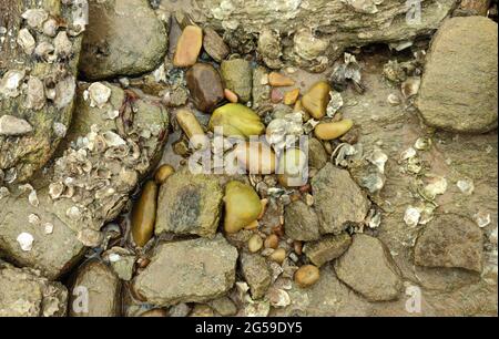 Nasse Steine am Strand nach der Flut und es gibt Krabben in der Mitte der Steine Stockfoto