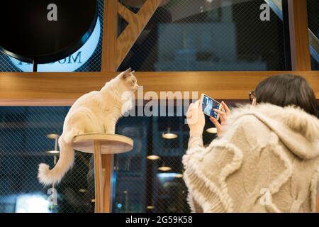 Ein Katzencafe in Tokio, Japan Stockfoto