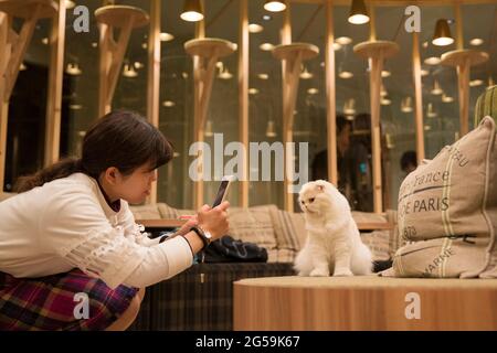 Ein Katzencafe in Tokio, Japan Stockfoto