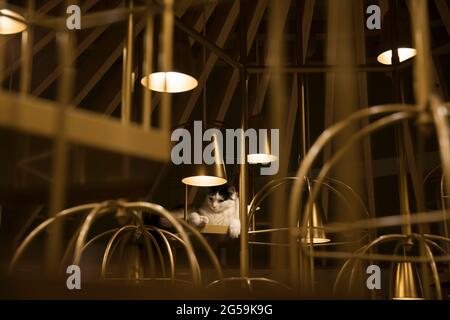 Ein Katzencafe in Tokio, Japan Stockfoto