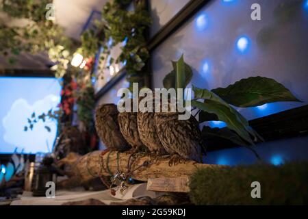 Eulen in einem Eulencafé in Tokio, Japan Stockfoto