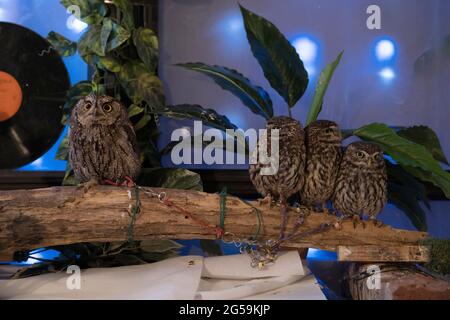 Eulen in einem Eulencafé in Tokio, Japan Stockfoto