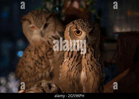 Eulen in einem Eulencafé in Tokio, Japan Stockfoto