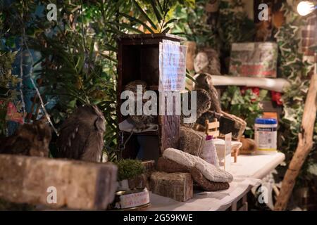 Eulen in einem Eulencafé in Tokio, Japan Stockfoto