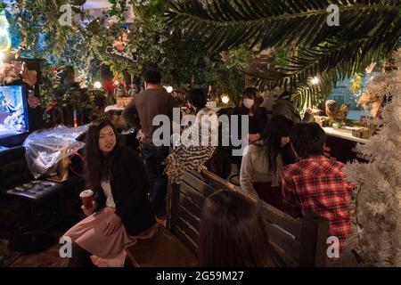 Menschen mit Eulen in einem Eulencafé in Tokio, Japan Stockfoto